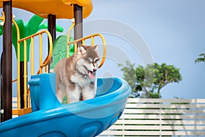 Cute siberian husky puppy in the playground. dog jumps on the playground