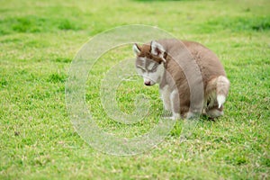 Cute siberian husky puppy pooping on green grass