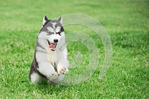 Cute siberian husky puppy running