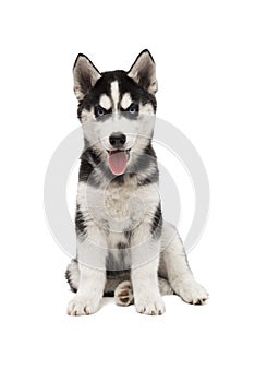 Cute siberian husky puppy is sitting on white background isolated. Interesting playful little puppy of serbian husky with blue