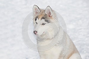 Cute siberian husky puppy is sitting on the white snow. Close up. Three month old. Pet animals