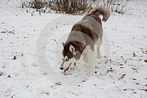 Cute siberian husky puppy is sniffing out traces in the winter park. Pet animals