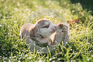 Cute siberian husky puppy and tabby kitten lying