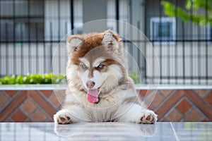 Cute siberian husky puppy to the edge of the tablel. siberian husky puppy outdoors on a walk. little red and white blue eyed