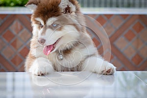 Cute siberian husky puppy to the edge of the tablel. siberian husky puppy outdoors on a walk. little red and white blue eyed