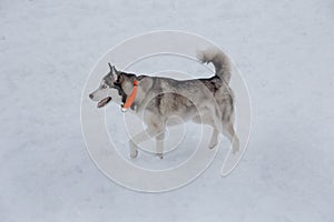 Cute siberian husky puppy is walking on a white snow. Pet animals.