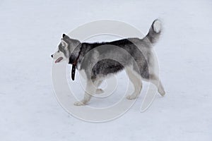 Cute siberian husky puppy is walking on a white snow in the winter park. Sled dog. Pet animals.