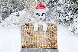 Cute Siberian husky with Santa hat and basket