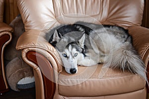 Cute Siberian husky is spending time indoors