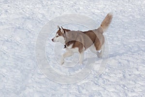 Cute siberian husky is walking on a white snow. Pet animals. Pet animals.