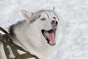 Cute siberian husky is yawning on a bright sunny day in the park. Pet animals