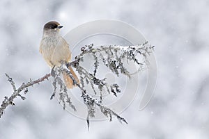 Cute Siberian jay, Perisoreus infaustus