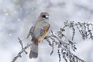 Cute Siberian jay, Perisoreus infaustus