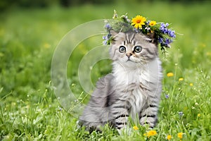 Cute siberian kitten wearing a wreath of flowers on the green grass