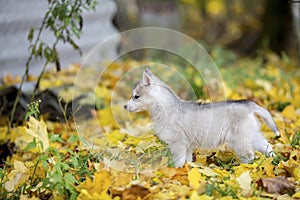 Cute Siberian puppy on the grass with leaves in beautiful stand