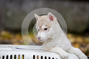 Cute Siberian puppy Husky emerges from a portable cage