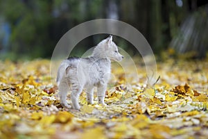 Cute Siberian puppy Husky on the grass with leaves in beautiful stand