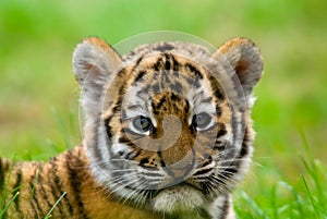 Cute siberian tiger cub