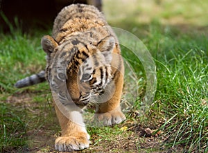 Cute siberian tiger cub