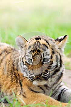 Cute siberian tiger cub