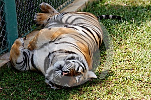 Cute siberian tiger cub lying on grass and sleeping. Tired tiger