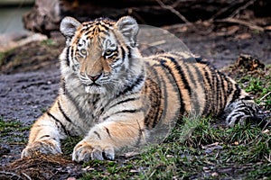 Cute siberian tiger cub, Panthera tigris altaica