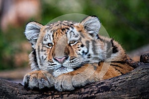 Cute siberian tiger cub, Panthera tigris altaica