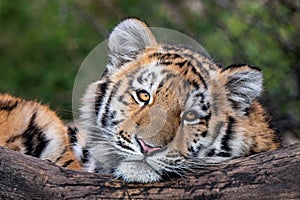 Cute siberian tiger cub, Panthera tigris altaica