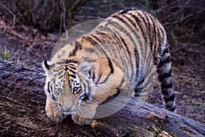 Cute siberian tiger cub, Panthera tigris altaica