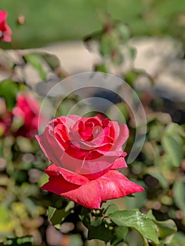 Cute Side View of a Red Rose