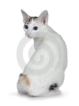 Cute silver patterned shorthair Japanese Bobtail cat kitten, Isolated on white background.
