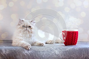 Cute Silver Persian kitten 5-month-old with Christmas light and hot caof tea or cacao