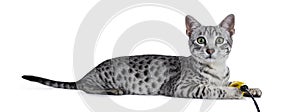 Cute silver spotted Egyptian Mau cat kitten Laying down side ways with yellow feather toy in front paws isolated on white backgrou