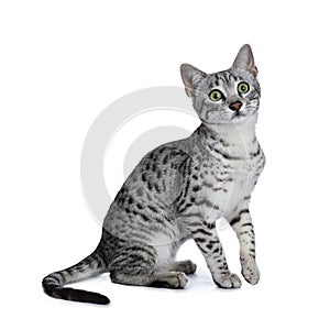 Cute silver spotted Egyptian Mau cat kitten sitting with one paw in the air isolated on white background and looking above camera