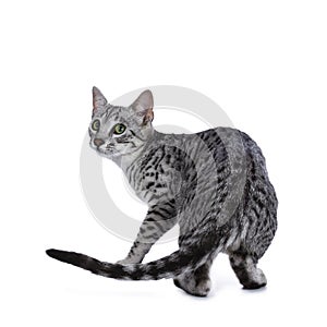 Cute silver spotted Egyptian Mau cat kitten walking / turning around isolated on white background and looking over shoulder
