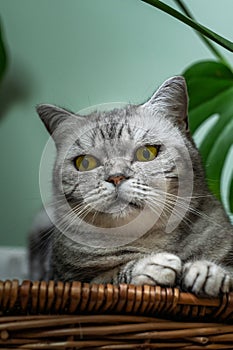 Cute silver tabby british shorthair cat