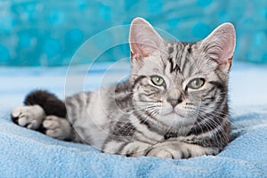 Cute silver tabby kitten on blue background