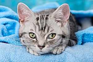 Cute silver tabby kitten on blue background