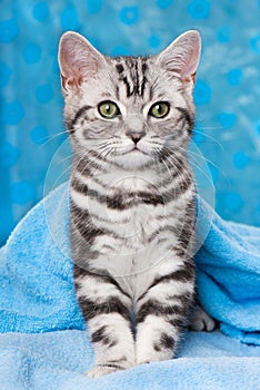 Cute silver tabby kitten on blue background