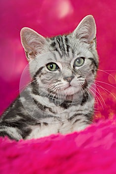 Cute silver tabby kitten on a pink pillow