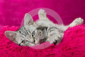 Cute silver tabby kitten on a pink pillow