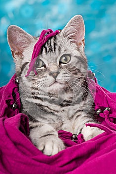 Cute silver tabby kitten with a pink scarf