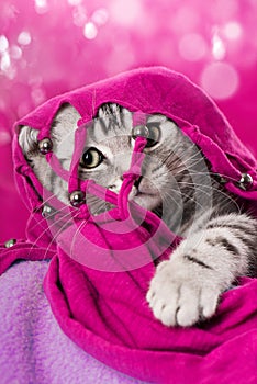 Cute silver tabby kitten with a pink scarf