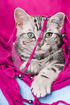 Cute silver tabby kitten with a pink scarf