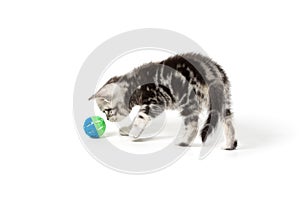 Cute silver tabby kitten playing with toy on white background isolated