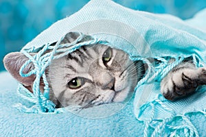 Cute silver tabby kitten with a scarf