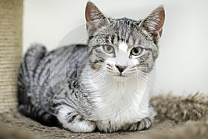 Cute silver tabby and white kitten laying next to cat scratching post