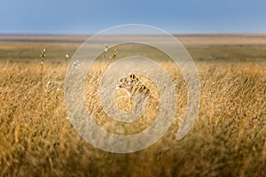 Cute single lion sunbathing in the svannah of the Serengeti, Tanzania