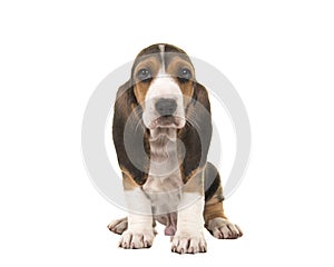 Cute sitting basset artesien normand puppy seen from the front