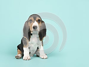 Cute sitting basset artesien normand puppy on a turquoise background